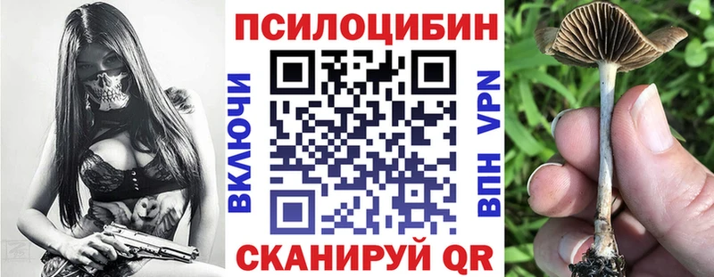 Купить  Сибай  Псилоцибиновые грибы Psilocybine cubensis 